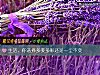 《<i>生活</i>，你选择多姿多彩还是一尘不变》测试