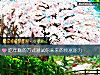 《吃年糕的方式测试你未来的致富能力》测试