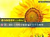 《测一测你在<i>感情</i>中被欺骗还会不会继续》测试