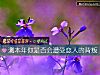 《测本年你是否会遭受<i>恋人</i>的背叛》测试