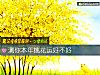 《测你本年<i>桃花</i>运好不好》测试