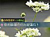《你的<i>婚姻</i>会经历欺骗吗？》测试