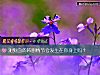 《测狗血的韩剧情节会<i>发生</i>在你身上吗？》测试