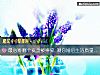 《最心疼哪个瓷盘被摔碎 测你婚后<i>生活</i>质量好吗？》测试