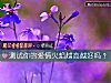 《测试你的<i>爱情</i>火焰越高越好吗？》测试