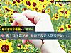 《<i>哪个</i>簪子最精致 测你男友是大灰狼还是小绵羊》测试