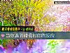 《当你<i>遇到</i>碰瓷时你的反应》测试