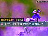 《十二月你会被烂<i>桃花</i>缠身吗？》测试