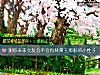 《测你未来<i>女友</i>会不会有林黛玉那般的小性子》测试