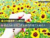 《他会为你放弃工作来到你的城市<i>发展</i>吗？》测试