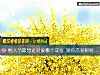 《<i>情人节</i>最想送对象哪个戒指 测你恋爱眼瞎指数》测试