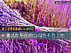 《测试你所在的<i>公司</i>会不会上市》测试