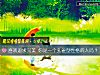 《<i>喜欢</i>追求完美 你是一个孔雀型性格的人吗？》测试