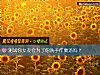 《测试你<i>女友</i>会为了你洗手作羹汤吗？》测试
