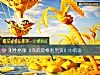 《测<i>性格</i>像《我的莫格利男孩》中的谁》测试