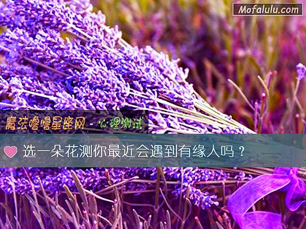 选一朵花测你最近会遇到有缘人吗？
