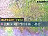 《选糖果测你性格中的小秘密》测试