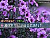 《测你本年七夕前会结婚吗?》测试
