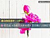 《你会是《香蜜沉沉烬如霜》里的哪个人物呢？》测试