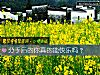 《分手后的你真的能<i>快乐</i>吗?》测试