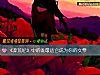 《《莽荒纪》中的谁最适合成为你的女票》测试