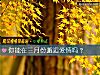 《你能在三月份邂逅<i>爱情</i>吗?》测试