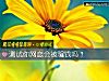 《测试你<i>网恋</i>会被骗钱吗?》测试