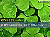 《<i>哪个</i>洋娃娃最可爱 测你容易被花言巧语利用吗?》测试
