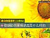《你期盼的爱情状态是什么样的》测试