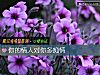 《你的<i>情人</i>对你多痴情》测试