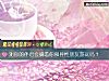 《测你的<i>伴侣</i>会瞒着你和异性朋友游玩吗？》测试