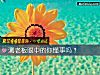《测老板<i>眼中</i>的你懂事吗?》测试