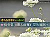 《你会是《远大前程》里的谁呢?》测试
