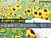 《在爱情中,你会经常犯二吗?》测试